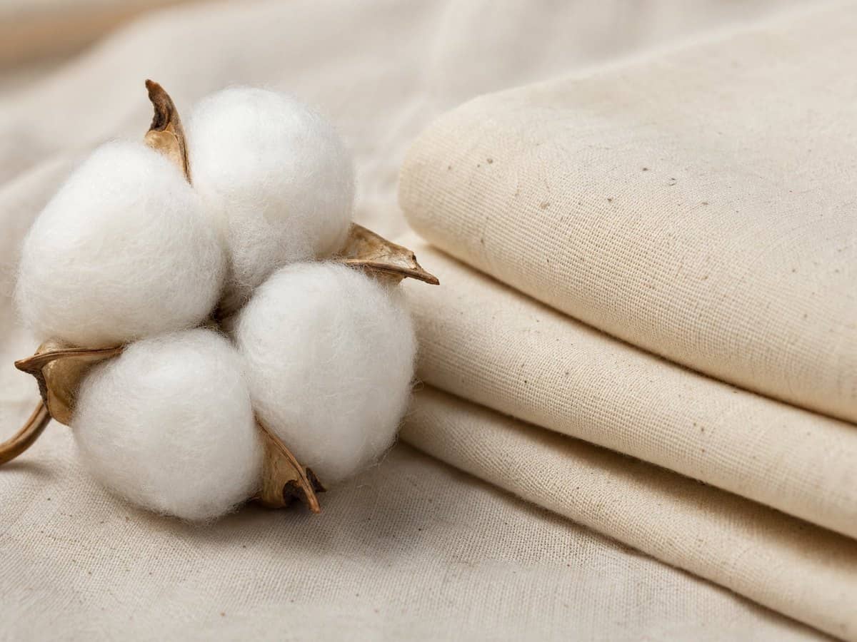 A raw organic cotton boll beside a folded swatch of undyed cotton fabric.
